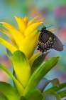 Spicebush swallowtail butterfly on bromeliad Art Print